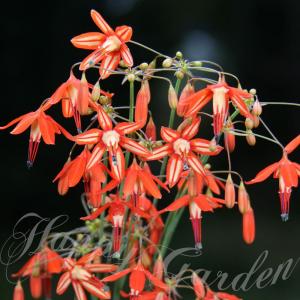 花苗 夏 球根植物 ベッセラ エレガンス 1鉢 ...の商品画像