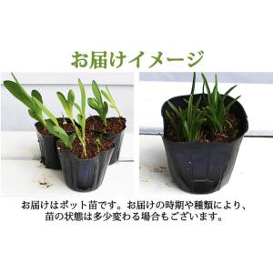 花苗 夏 球根植物 ベッセラ エレガンス 1鉢...の詳細画像2