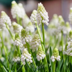 植えっぱなし球根 秋 ムスカリ ホワイトパール 5球セット 白花　10月上旬〜お届け 小球根 Muscari 'White Pearl' 秋植え球根 野放し球根