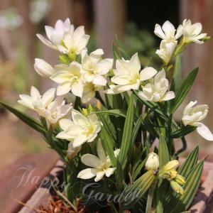 植えっぱなし 球根 秋 花 バビアナ かぐや 5球 お届け中 小球根 Babiana 秋球根 花の球根 2026BU mail