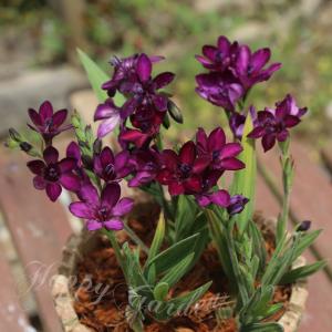 植えっぱなし 球根 秋 花 バビアナ 紅紬　5球セット お届け中 小球根 Babiana 秋球根 花の球根2026BU mail