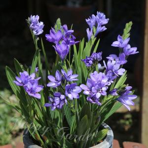 植えっぱなし 球根 秋 花 バビアナ 瑠璃風 5球セット お届け中 小球根 Babiana 秋球根 花の球根 2026BU mail