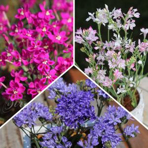 希少なコレクターズ球根 植えっぱなしOK 珍しい...の商品画像