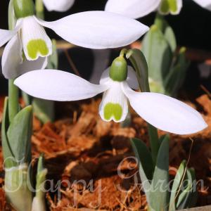 球根 種芋 球根花種類 水仙 花 ガーデニング 通販 Yahoo ショッピング