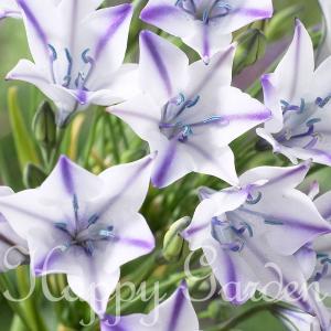 花球根 トリテレイア ブローディア ルディー 白に紫 4球入 カネコ種苗の球根 Kyuukon 093 Gardener S Shop Ivy 通販 Yahoo ショッピング