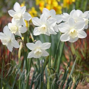 植えっぱなし 球根 秋 花 水仙 プエブロ 2球セット 10月上旬~お届け Narcissus すいせん スイセン 秋植え球根 2026BU COM