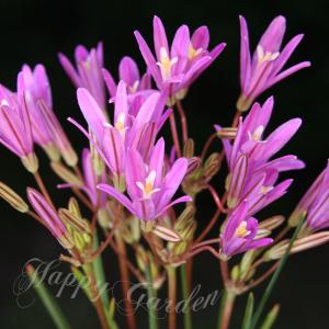 植えっぱなし球根 秋 花 トリテレイア バビロン...の商品画像