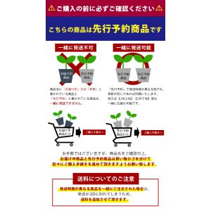 植えっぱなし球根 秋 花 トリテレイア バビロ...の詳細画像3