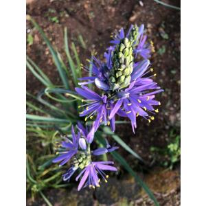 芽出し球根苗 カマシア ライヒトリニーコエルレア １球植え 3号鉢 選べる1鉢〜3鉢セット 青花 お届け中 Camassia leichtlinii Caerulea 宿根草 青花 春 2025U