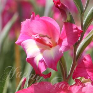 秋植え球根 花 春咲きグラジオラス チャーム 3球セット お届け中 コンパクト便 Gladiolus Charm 多年草 桃花 庭植え 鉢植え 2026BU COM