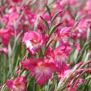 秋植え球根 花 春咲きグラジオラス チャーム ...の詳細画像1