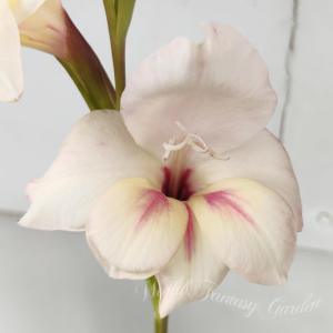 秋植え球根 花 春咲きグラジオラス ハーレー 3球セット お届け中 コンパクト便 Gladiolus 白花 秋植え 野放し 花の球根 秋植え球根 2026BU COM