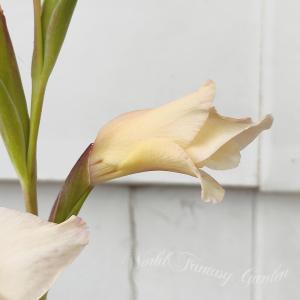 秋植え球根 花 春咲きグラジオラス ハーレー ...の詳細画像3