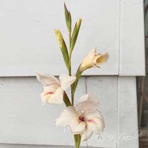 秋植え球根 花 春咲きグラジオラス ハーレー ...の詳細画像4