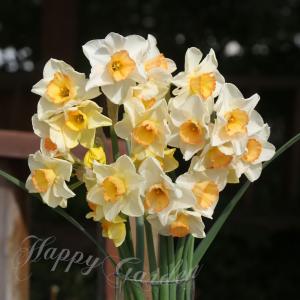 植えっぱなし 球根 秋 花 水仙 ジャズ 2球セット 10月上旬~お届け Narcissus すいせん スイセン 秋植え球根 2026BU COM