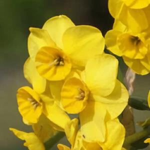 球根 秋 花 小輪 房咲き 水仙 ココペリー 2球セット 10月上旬~お届け コンパクト便 Narcissus スイセン すいせん 丈夫 2026BU COM