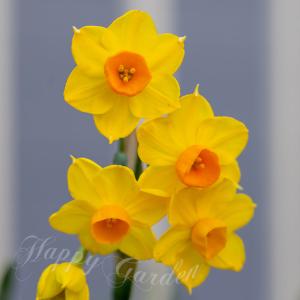 水仙 ガーデンオペラ 芽出し球根苗 3球植え 選べる1〜3鉢セット 3号鉢 お届け中 Daffodil Narcissus 黄 咲き分け 香り コンパクト ハッピーガーデン 2025BU