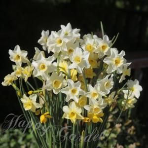 植えっぱなし 球根 秋 花 水仙 ホワイトマジック 2球セット 10月上旬~お届け Narcissus すいせん スイセン 秋植え球根 2026BU COM