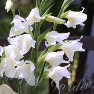 芽出し球根苗 春 植えっぱなし 春咲き グラジオラス フィオナ 1鉢 3号 1球植え Gladiuolus Ｆiona 多年草 白花 クリーム色｜happy-garden