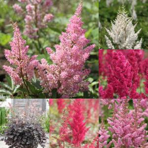 花苗 春 アスチルベ 選べる8種 1鉢 3.5〜4号 お届け中 Astilbe 宿根草 桃花 赤花 白花 夏 苗 秋の花 ガーデン ガーデニング
