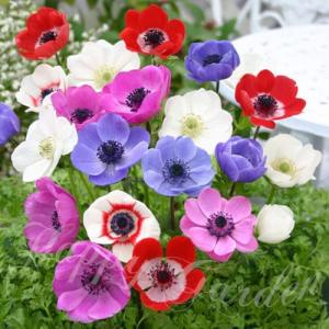 球根 花 アネモネ デカン Mix 35ml ＼...の商品画像