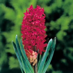 球根 花 大きな球根 水耕栽培 植えっぱなし球根...の商品画像