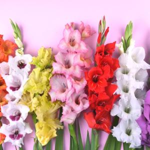 訳あり 球根 グラジオラス おまかせ混色Mix 15球保証（20球入り）でお届け