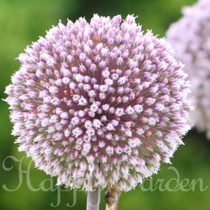 ポイント5倍 アリウム サマードラム 芽出し球根苗 1鉢 3号ロングポット お届け中 Allium Summer Dramer 夏開花超高性 切り花 花の球根 花