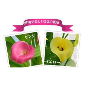 母の日 鉢花 ギフト カラー 5号 選べる2色...の詳細画像2