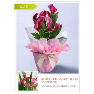 母の日 鉢花 ギフト カラー 5号 選べる2色...の詳細画像3