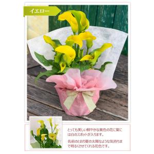 母の日 鉢花 ギフト カラー 5号 選べる2色...の詳細画像4