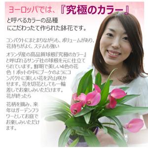 母の日 鉢花 ギフト カラー 5号 選べる2色...の詳細画像5