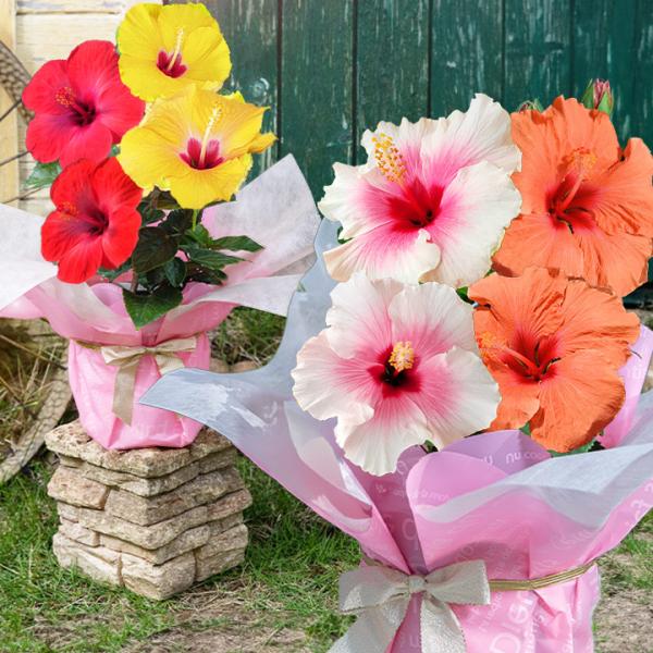 遅れてごめんね母の日 花 プレゼント 珍しい 鉢植えハイビスカス ロングライフ2色植え 選べる6種1...