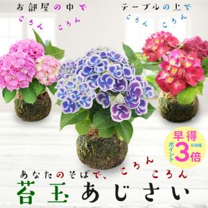 母の日 花 ギフト コロンと可愛い紫陽花 あじさい 苔玉 皿付き 手のひらサイズ 選べる6色 鉢花 プレゼント【母の日ギフト 5/5~5/10 お届け 送料無料】2026mom