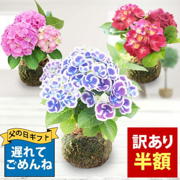 まだ間に合う 母の日 花 プレゼント珍しい  苔玉 あじさい 1株 受け皿付き 期間5月7日〜5月1...