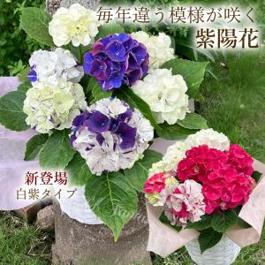 クリスマスローズ 広瀬園芸 クレオパトラ 0211-021 現品販売 送料無料