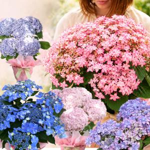 ハイドランジア（アジサイ）ふわり 5.5号鉢植え : 植物・園芸専門店 花