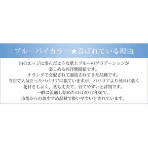 母の日 鉢花 プレゼント 花 あじさい 選べる...の詳細画像4