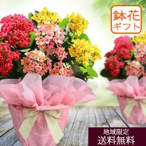 敬老の日 ギフト 花 鉢花 カランコエ 3色植え...の商品画像