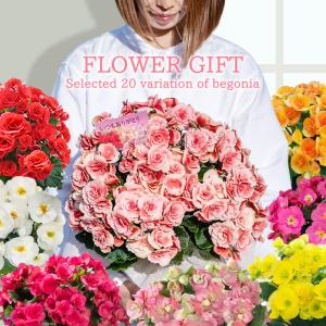 母の日 鉢花 ギフト 花 鉢植え 変わり咲き 八重咲き ベゴニア5号　選べる7種 5号 期間5/5~5/10 地域限定送料無料 プレゼント 花 mom2026