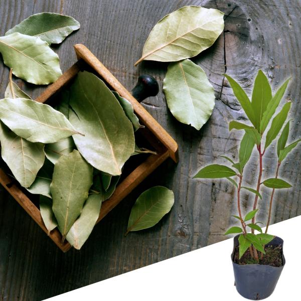 苗木 月桂樹 ゲッケイジュ 1鉢 4〜4.5号 お届け中 Laurus nobilis L. 常緑樹...