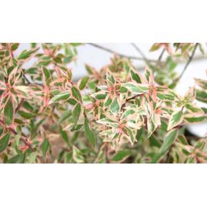 アベリア コンフェティ 1鉢 ５号 Abelia grandilora Confetti お取り寄せ 常緑低木 ピンク色の斑入り葉 庭植え 花壇 鉢植え 春 夏 秋冬 ハッピーガーデン