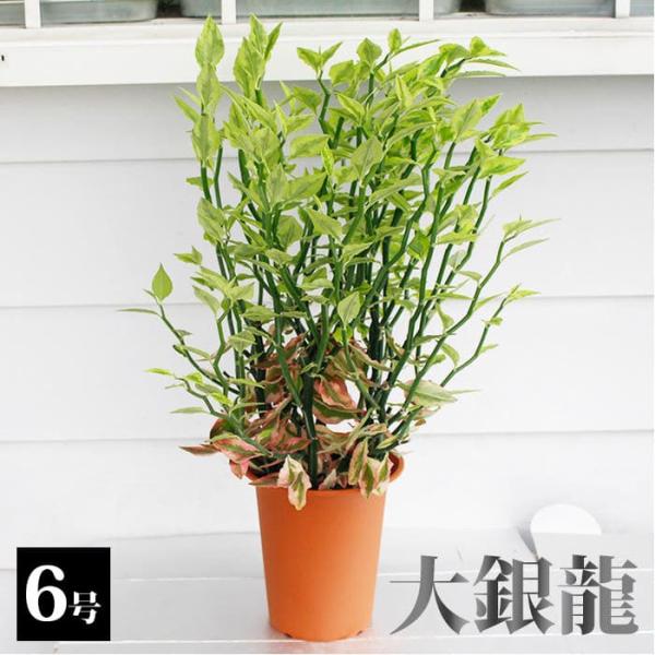 ギフト 観葉植物 大銀竜 ペティランサス 6号 鉢植え お届け中 地域限定送料無料 Pedilant...