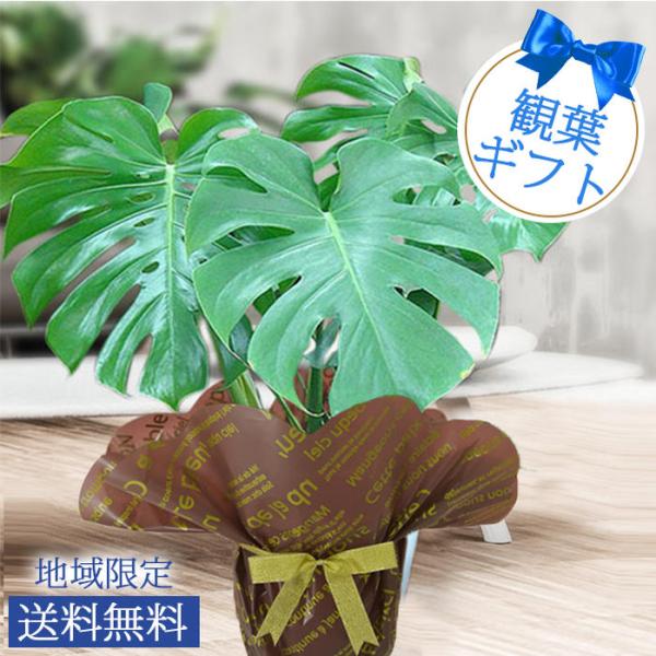 観葉植物 モンステラ 7号 Monstera お取り寄せ 鉢植え おしゃれ 誕生日 夏の花 プレゼン...