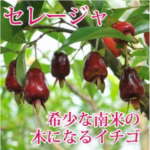 果樹 夏苗 セレージャ 1鉢 3.5号 お届け中 Eugenia involucrata フトモモ科フトモモ属 耐寒性熱帯果樹 夏苗 苗物 木 低木 ハッピーガーデン｜happy-garden