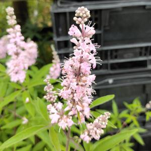 珍しい 花木 花 ガーデニング の商品一覧 通販 Yahoo ショッピング