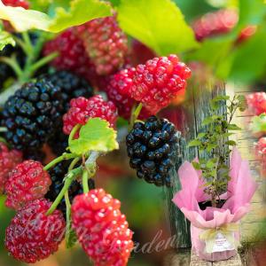 母の日 果樹 ギフト スイートマルベリー 1鉢 5号 期間5/5~5/10 Moraceae Morus 果物 果樹鉢 mom2026