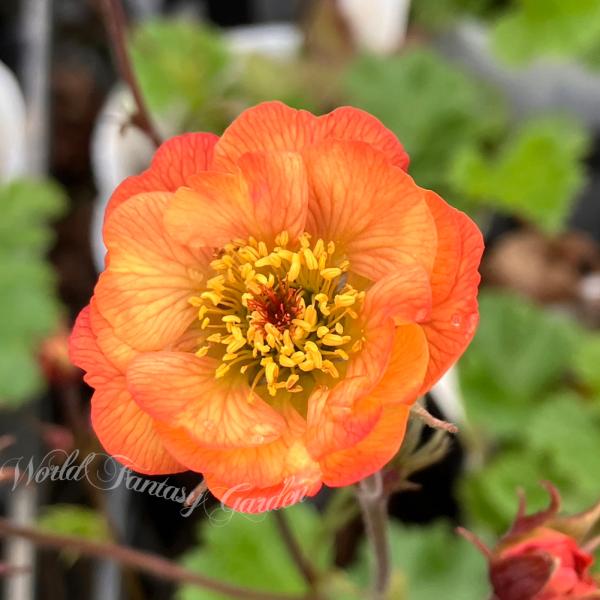 花苗 ゲウム ノンナ 1鉢 3〜3.5号 お届け中 Geum riv Nonna 草花 多年草 夏苗...