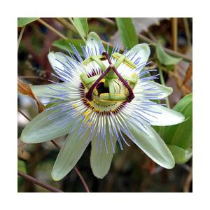 花苗 夏苗 時計草 トケイソウ パッシフローラ カエルエラ 3号 1鉢 お届け中 Passiflora Caerulea 時計草 グリーンカーテン クライミング つる性 とけいそう 夏の Na Exy11pass Caerulea1p Happygarden 通販 Yahoo ショッピング