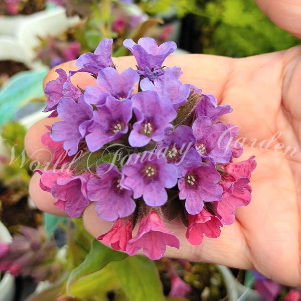 花苗 秋 多年草 宿根草 花 プルモナリア オフィキナリス 1鉢 3〜3.5号 お届け中 Pulmo...